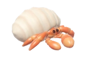 Hermit Crab fish image