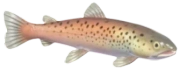 Huchen fish image
