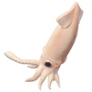 Japanese Flying Squid fish image