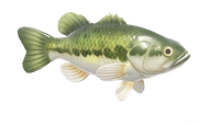 Largemouth Bass fish image
