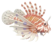 Lionfish fish image