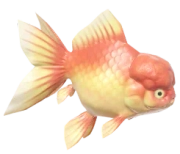 Lionhead fish image