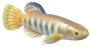 Mediterranean Killifish fish image