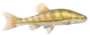 Minnow fish image