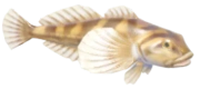 Mottled Sculpin fish image
