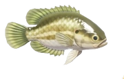 Mud Sunfish fish image