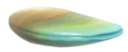 Mussel fish image