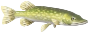 Northern Pike fish image