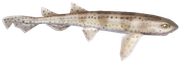 Nursehound fish image