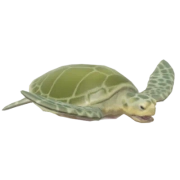 Oliver Ridley Turtle fish image