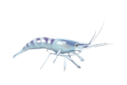 Oriental Shrimp fish image