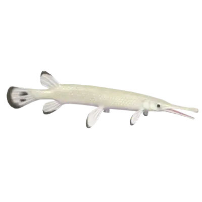 Pale Gold Garfish fish image
