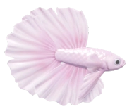 Pink Betta fish image