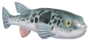 Puffer Fish fish image