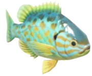 Pumpkinseed fish image