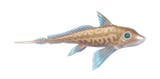 Rabbit Fish fish image