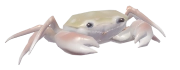 River Crab fish image