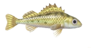 Ruffe fish image