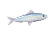 Sardine fish image