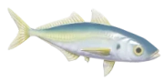 Scad fish image