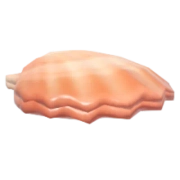 Scallop fish image
