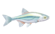 Schneider fish image