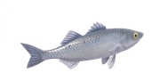 Sea Bass fish image
