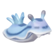 Sea Slug fish image