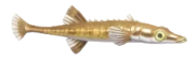 Sea Stickleback fish image