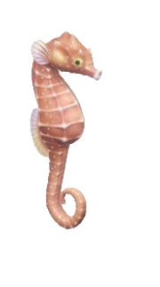 Seahorse fish image