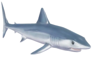Shortfin Mako Shark fish image