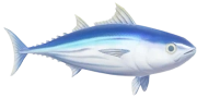 Skipjack Tuna fish image