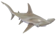 Smooth Hammerhead fish image