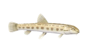Spined Loach fish image