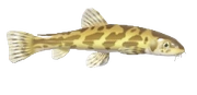 Stone Loach fish image