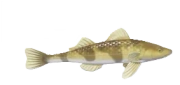 Streber fish image