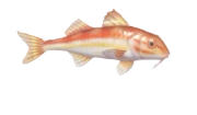 Striped Red Mullet fish image