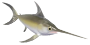 Swordfish fish image