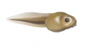 Tadpole fish image