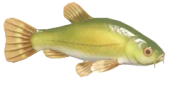 Tench fish image