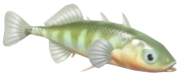 Three-Spined Stickleback fish image