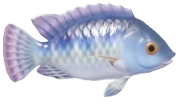 Tilapia fish image