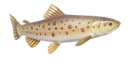 Trout fish image