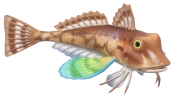 Tub Gurnard fish image
