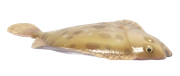 Turbot fish image