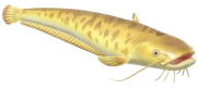 Wels Catfish fish image