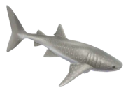 Whale Shark fish image