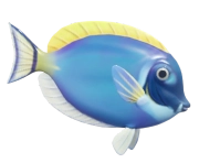 White-Faced Surgeonfish fish image