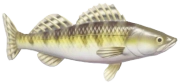 Zander fish image