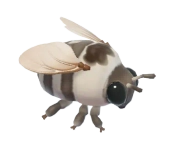 Waroona Cuckoo Bee insect image